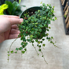 Load image into Gallery viewer, Ficus Quercifolia 4&quot; - String of Frogs