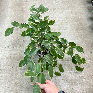 Ficus Benjamina Variegata 6" - Weeping Fig