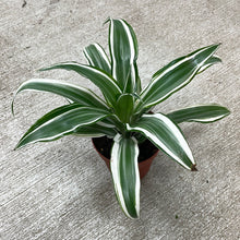 Load image into Gallery viewer, Dracaena White Jewel 4&quot;
