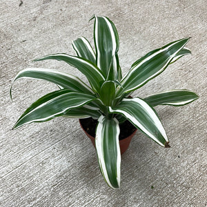Dracaena White Jewel 4"