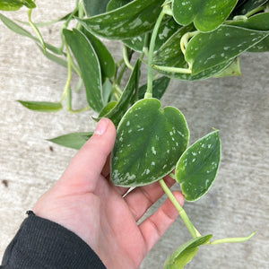 Scindapsus 'Silver Satin' 8" HB -  Hanging Basket