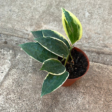 Load image into Gallery viewer, Hoya macrophylla variegata 4&quot;