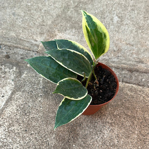 Hoya macrophylla variegata 4"