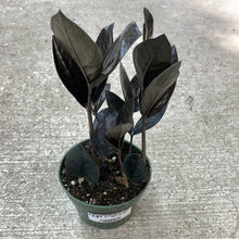 Load image into Gallery viewer, Zamioculas zam. Raven 4&quot; - Raven ZZ Plant