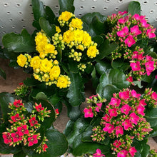 Load image into Gallery viewer, Kalanchoe &#39;Assorted&#39; 4&quot;