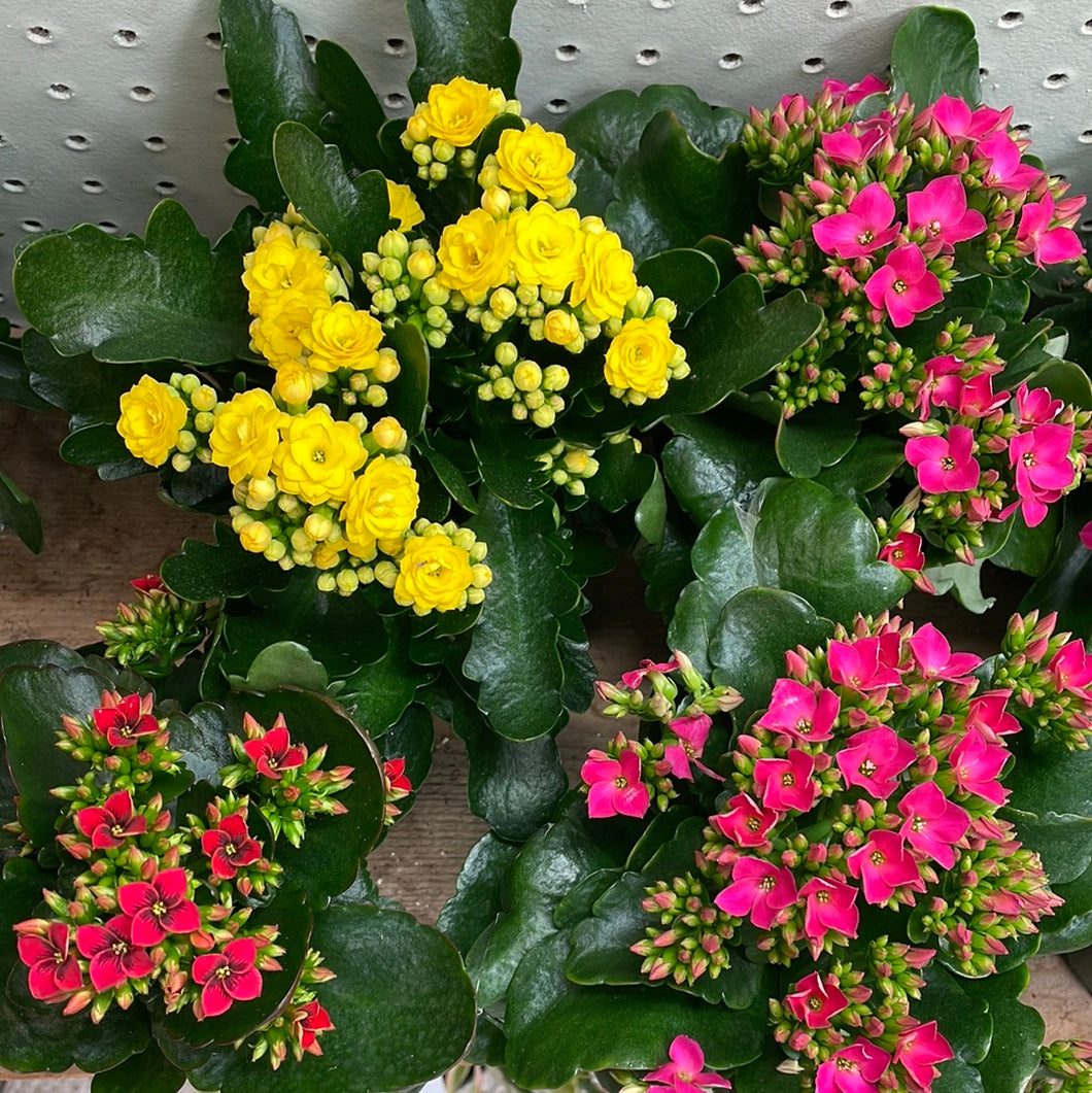 Kalanchoe 'Assorted' 4