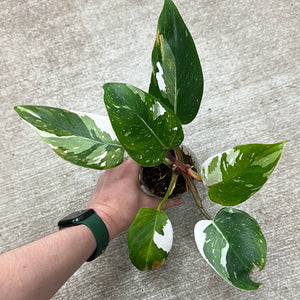 Philodendron White Princess  Cup Plant 'B'