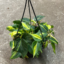 Load image into Gallery viewer, Philodendron Brasil 8&quot; Bsk