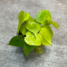 Load image into Gallery viewer, Philodendron &#39;Cordatum Lime&#39; 4&quot; - Heartleaf Philodendron