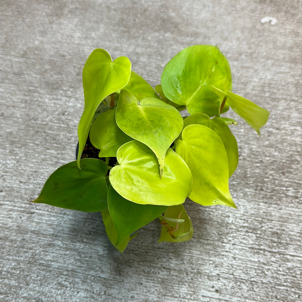 Philodendron 'Cordatum Lime' 4