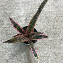 Load image into Gallery viewer, Cryptanthus &#39;Elaine&#39; 4&quot; - Earth Star