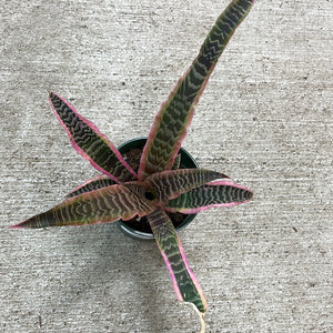 Cryptanthus 'Elaine' 4" - Earth Star