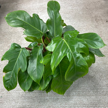 Load image into Gallery viewer, Philodendron &#39;Squamiferum&#39; 6&quot;