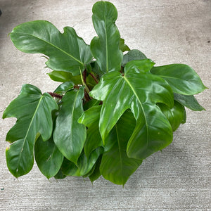 Philodendron 'Squamiferum' 6"