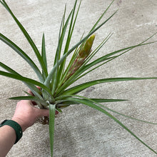 Load image into Gallery viewer, Fasciculata tropiflora 9-12&quot;