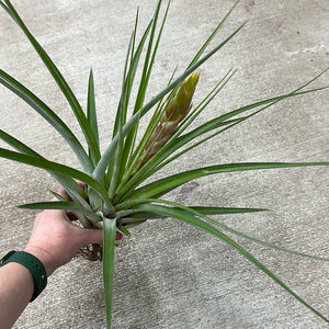 Fasciculata tropiflora 9-12"