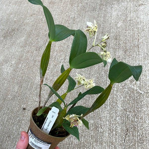 Dendrobium Chocolate Chip 3"