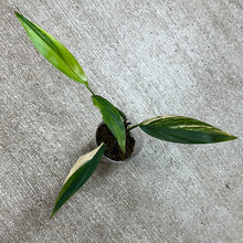 Load image into Gallery viewer, Epipremnum amplissimum variegata &#39;Cup C&#39;