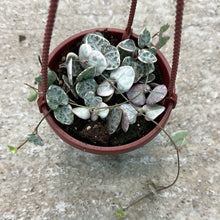 Load image into Gallery viewer, Ceropegia woodii variegated 4&quot; HB - Variegated String of Hearts