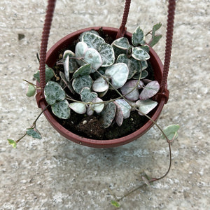 Ceropegia woodii variegated 4" HB - Variegated String of Hearts