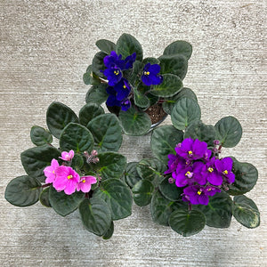 Saintapaulia ionantha 4" - African Violet