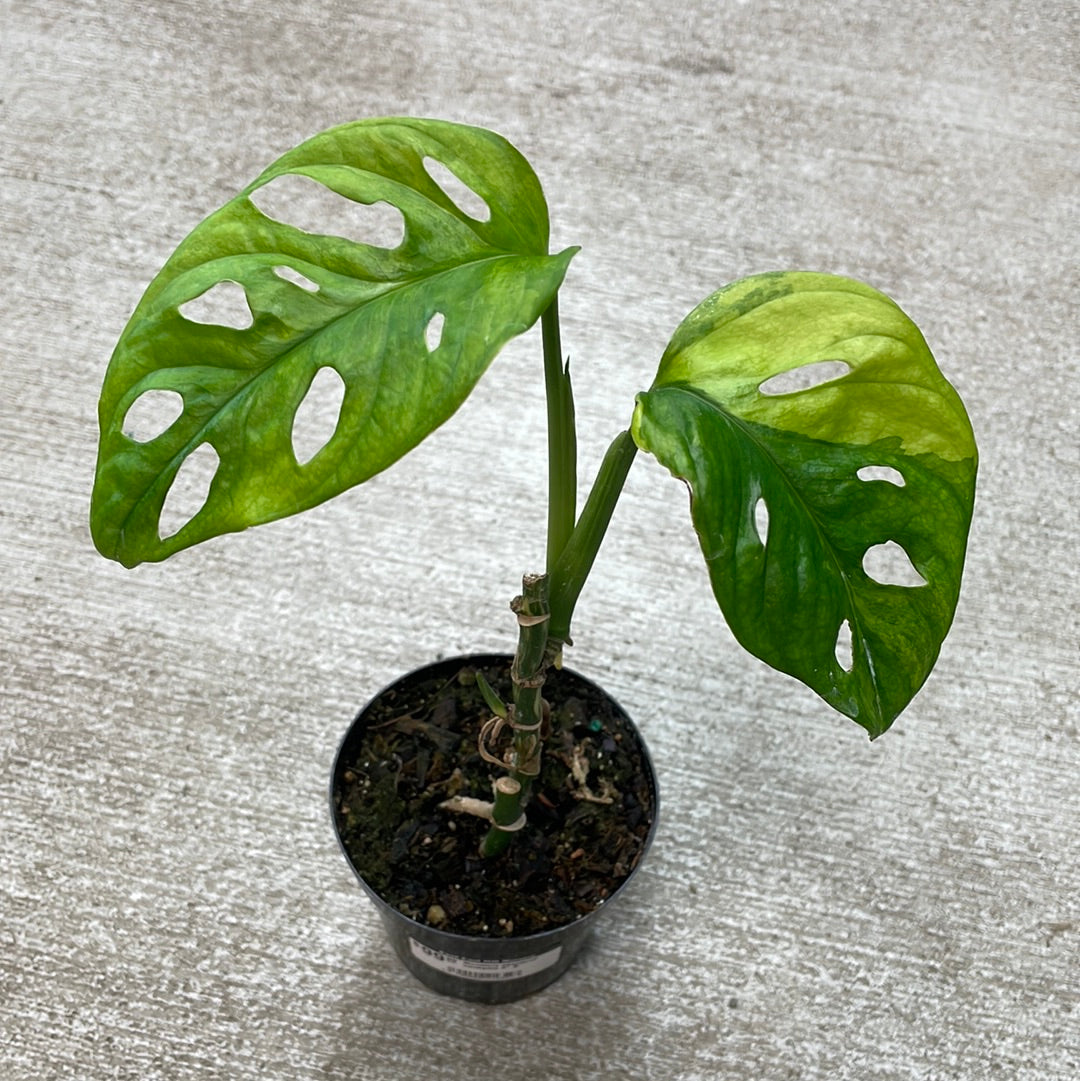 monstera adansonii yellow variegated Monstera adansonii variegata 4" B