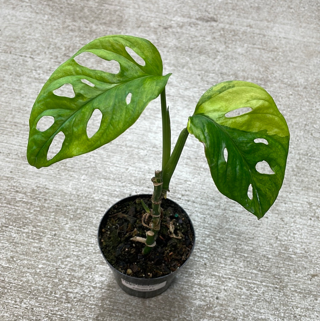 monstera adansonii variegata Monstera adansonii variegata 4" B – Kent East Hill Nursery