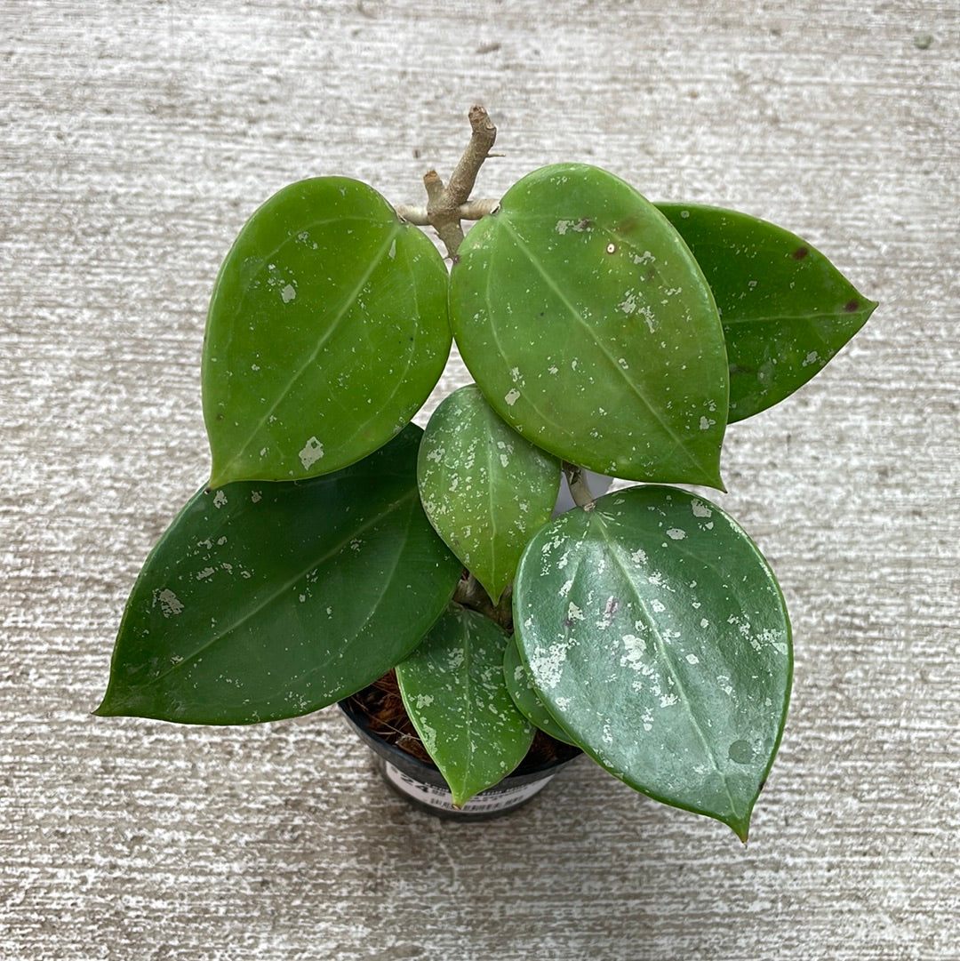 Hoya parasitica silver heart 2