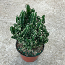 Load image into Gallery viewer, Acanthocereus tetragonus 8&quot; - Fairy Cactus