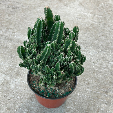 Acanthocereus tetragonus 8