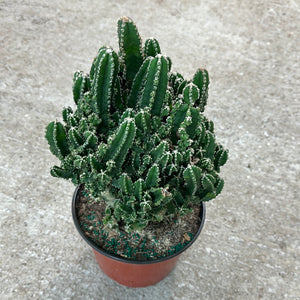 Acanthocereus tetragonus 8" - Fairy Cactus