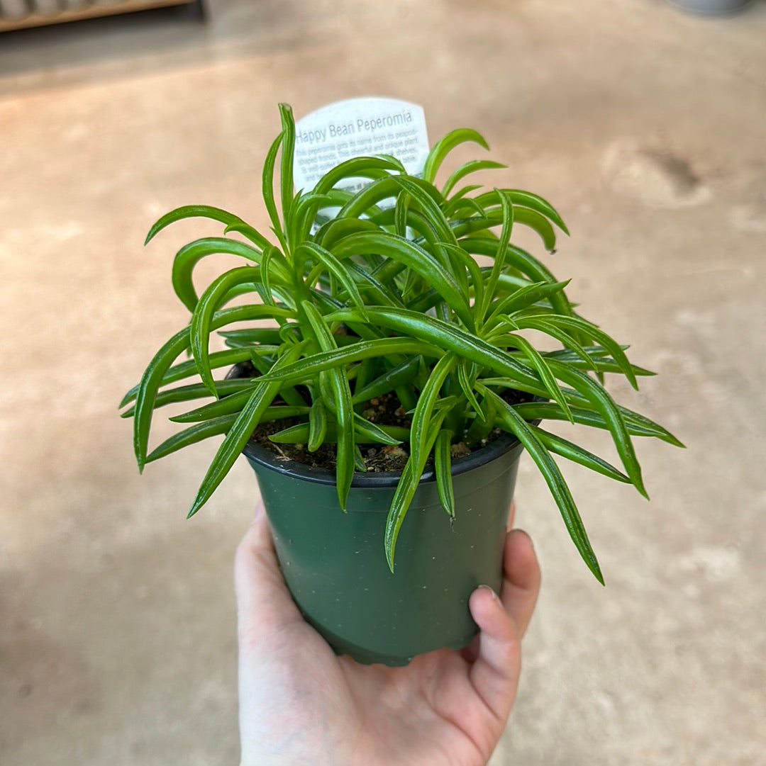 Peperomia 'Happy Bean' 4