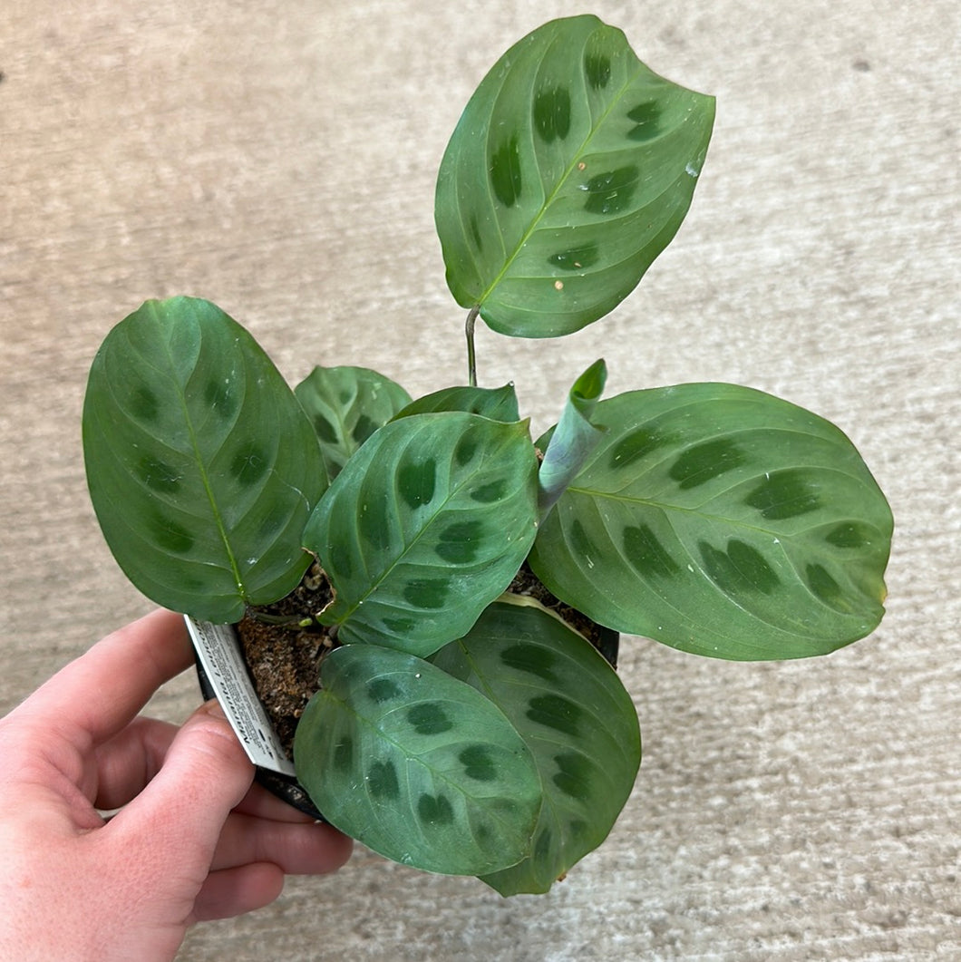 Maranta Green 4