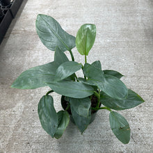 Load image into Gallery viewer, Philodendron &#39;Silver Sword&#39; 6&quot;