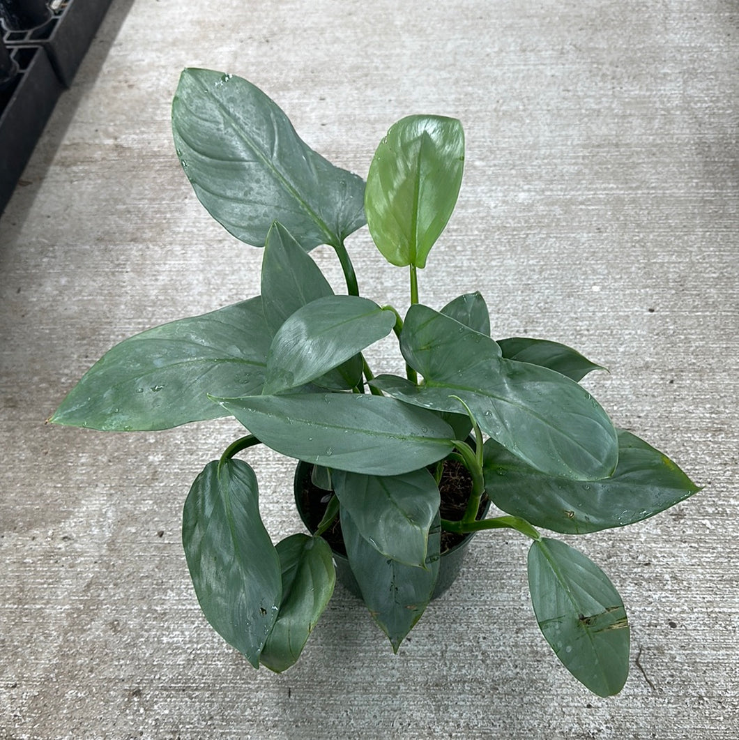 Philodendron 'Silver Sword' 6