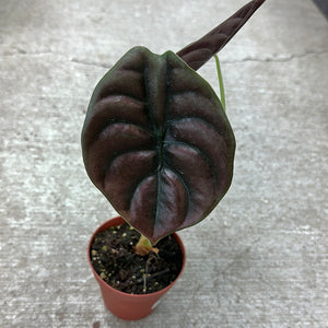 Alocasia cuprea 'Red Secret' 4"