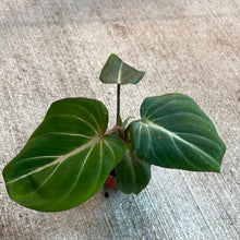 Load image into Gallery viewer, Philodendron Gloriosum 2&quot;