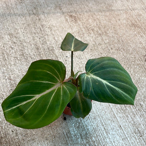 Philodendron Gloriosum 2"