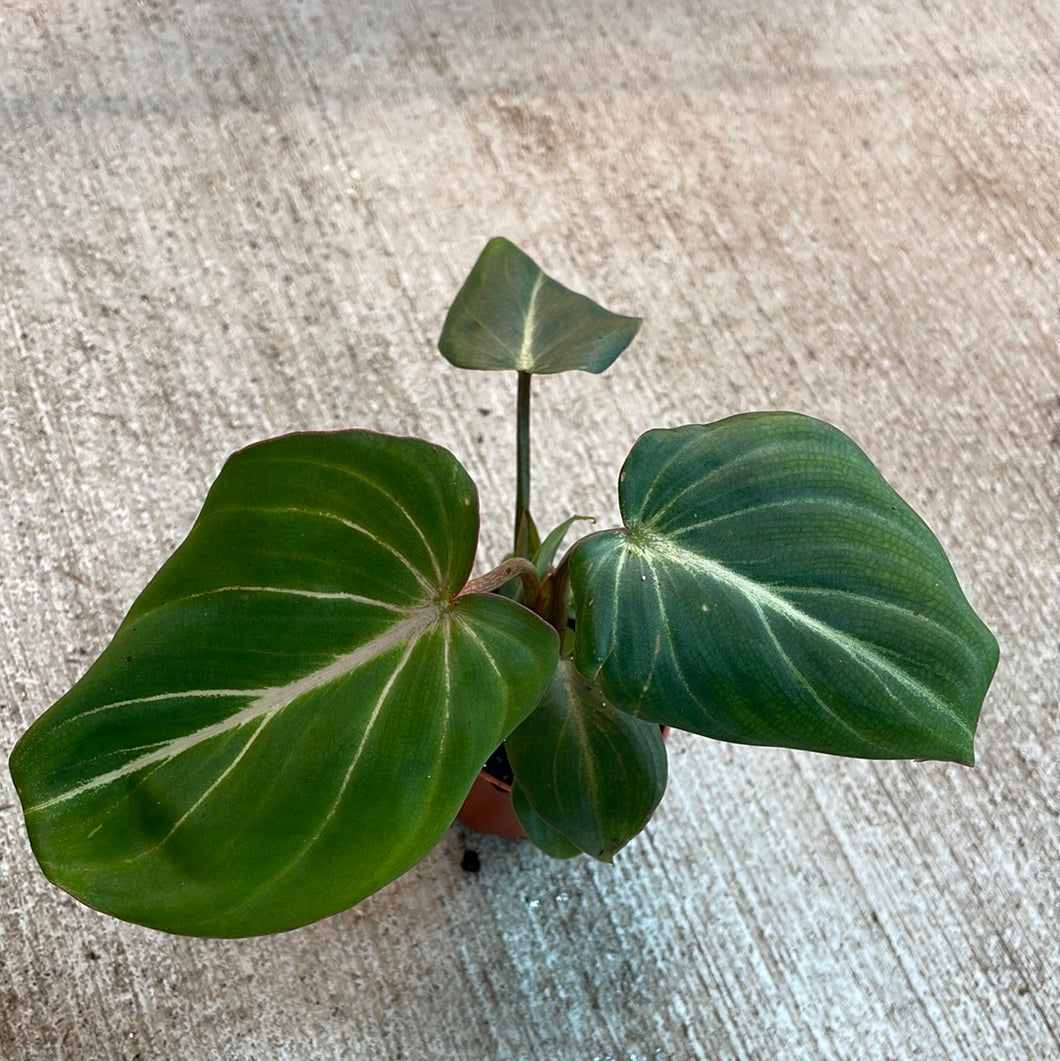Philodendron Gloriosum 2