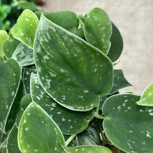 Load image into Gallery viewer, Scindapsus &#39;Silvery Ann&#39; 6&quot; - Silvery Ann Satin Pothos