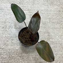 Load image into Gallery viewer, Philodendron Dark Lord Cup 4&quot;