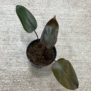 Philodendron Dark Lord Cup 4"