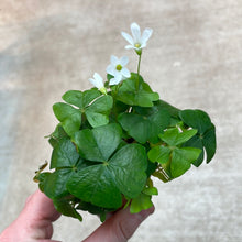 Load image into Gallery viewer, Oxalis Green 2&quot; - Shamrock