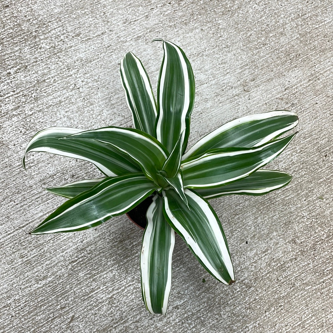 prayer plant plant Prayer Plant ‘Maranta leuconeura’ 6
