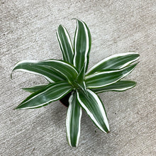 Load image into Gallery viewer, Dracaena White Jewel 4&quot;