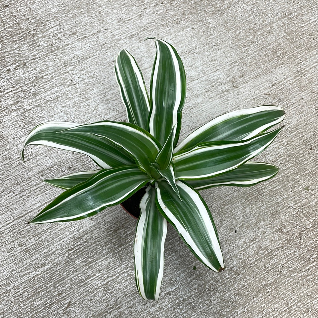 Dracaena White Jewel 4