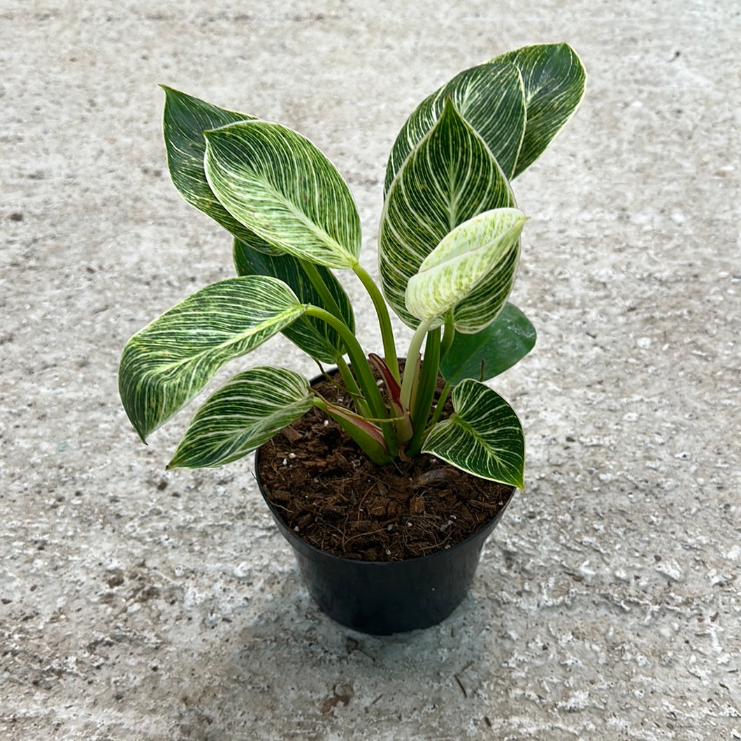 birkin philodendron ebay Philodendron Birkin 6"