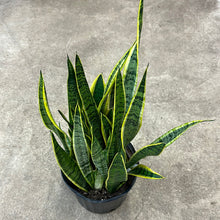 Load image into Gallery viewer, Sansevieria Laurentii 10&quot; - Variegated Snake Plant