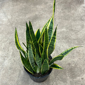 Sansevieria Laurentii 10" - Variegated Snake Plant