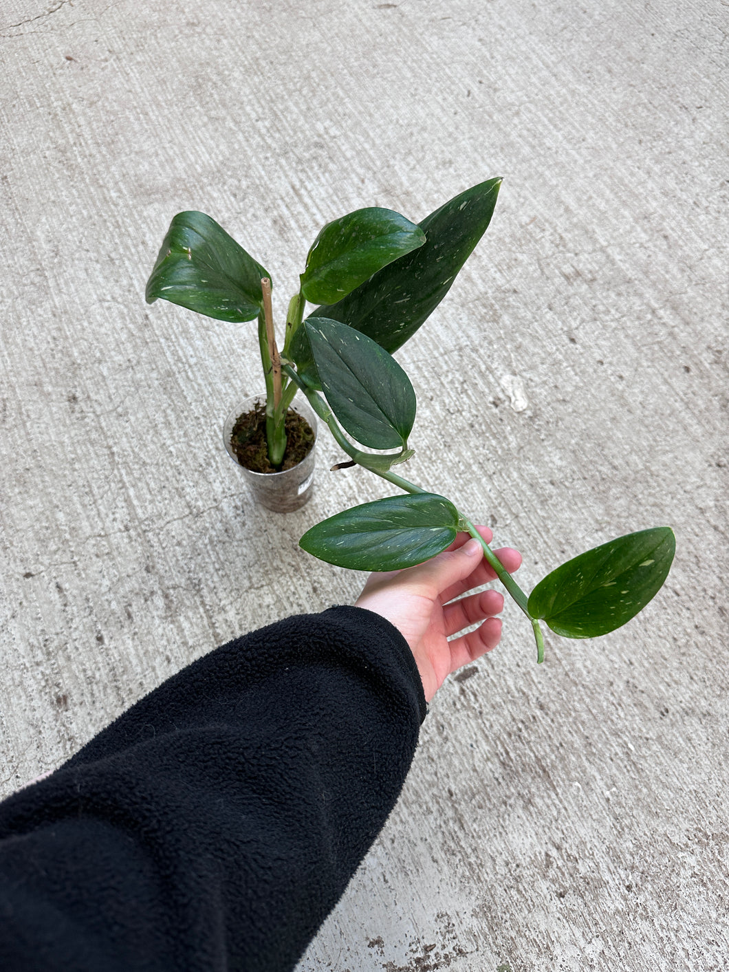 Monstera standleyana albo variegata Cup - Large